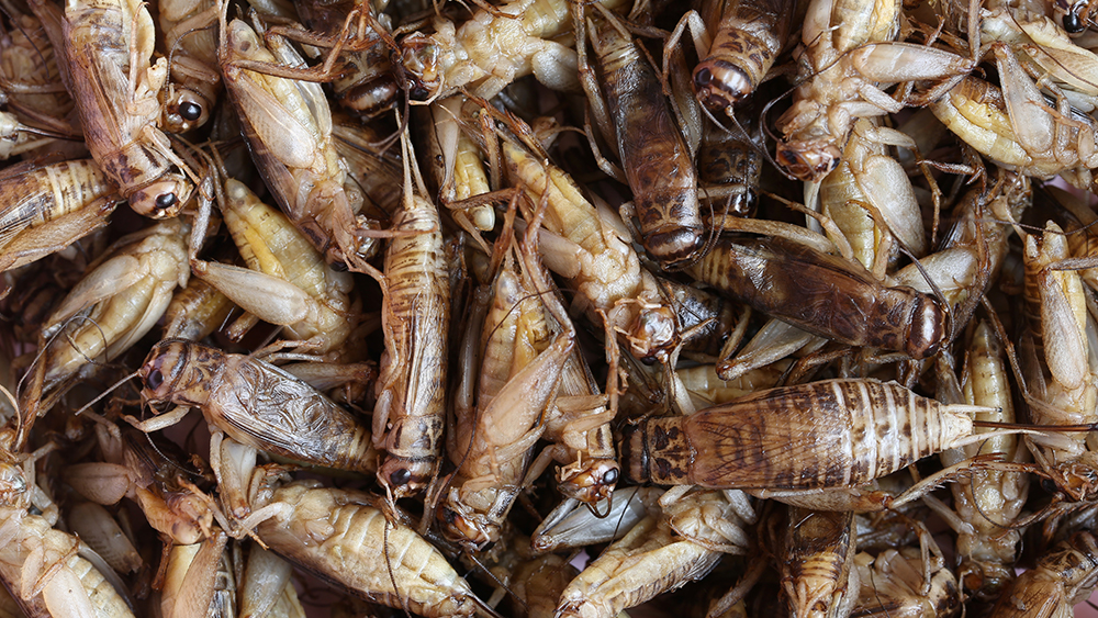 Is there hidden CRICKET flour in your groceries?  