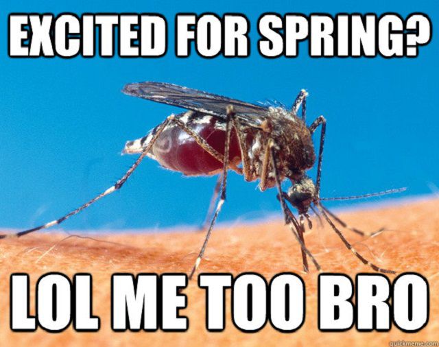 mosquito-spring-56f154c83df78ce5f83be218.jpg