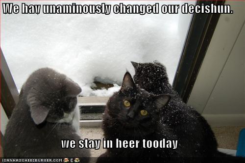 funny-pictures-cats-unanimously-stay-inside-from-snow.jpg
