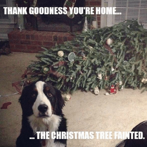 dog-christmas-tree-fainted-christmas-memes-1543510093.png
