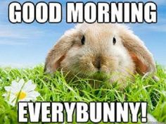 34030d3e8463d404b53192539110ddb9--bunny-rabbits-good-morning.jpg