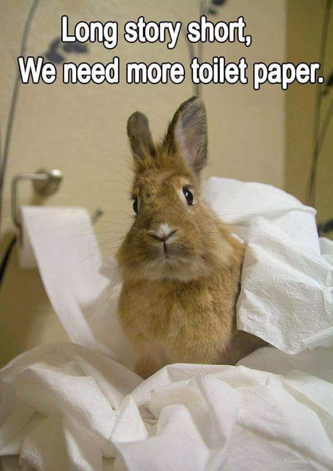 5e96a057979079722ab57c023889f5bd--toilet-paper-fluffy-bunny.jpg