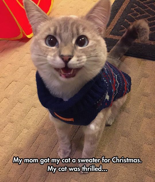 66426b976afee65ed5240d7544c82b60--animal-sweater-holiday-meme.jpg