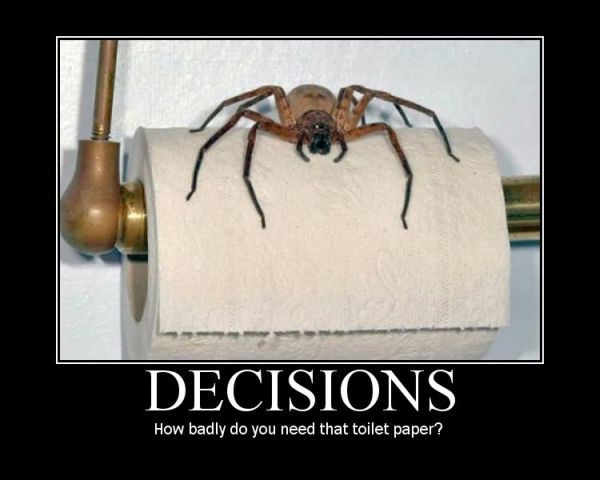9dc91af8d53062fee021130245162a43--scary-spiders-funny-spider.jpg