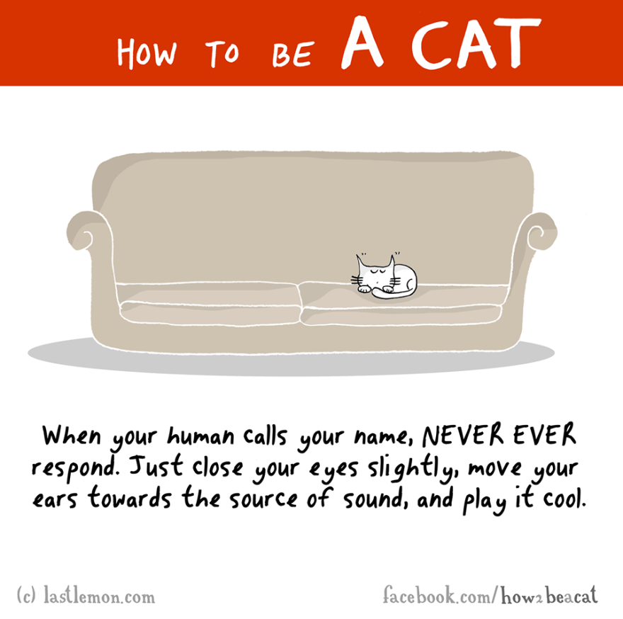 how-to-be-a-cat-funny-illustration-last-lemon-10__880.png