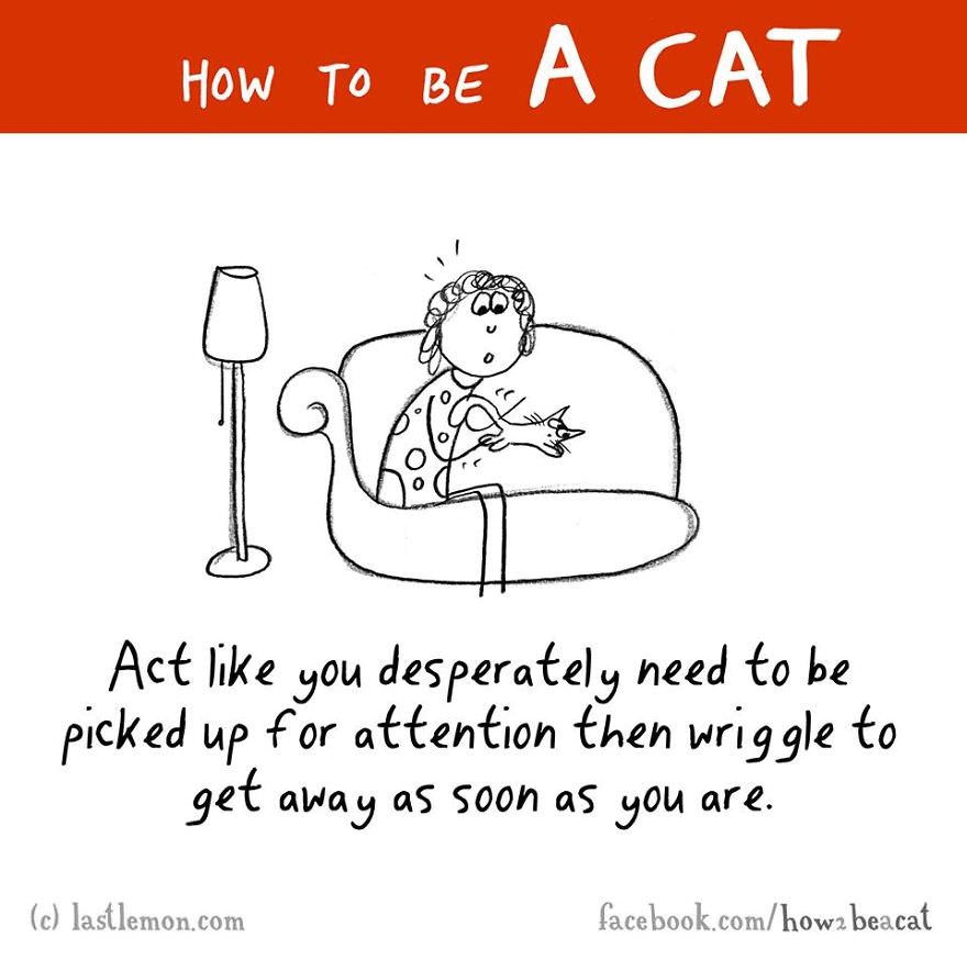 how-to-be-a-cat-funny-illustration-last-lemon-43__880.jpg