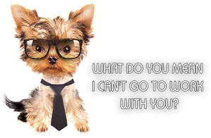 300-465909763-business-dog-with-funny-caption.jpg