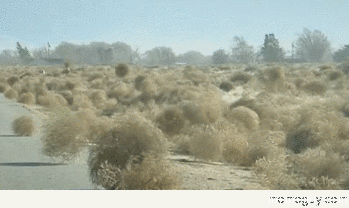 attack-of-the-tumbleweeds-78621.gif