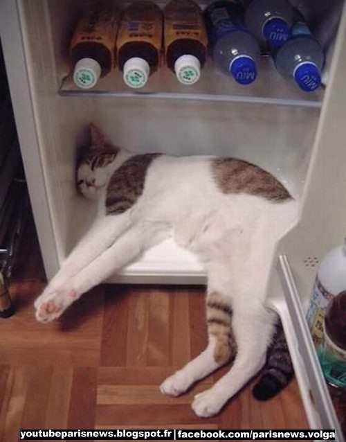 cat-in-freezer-large.jpg