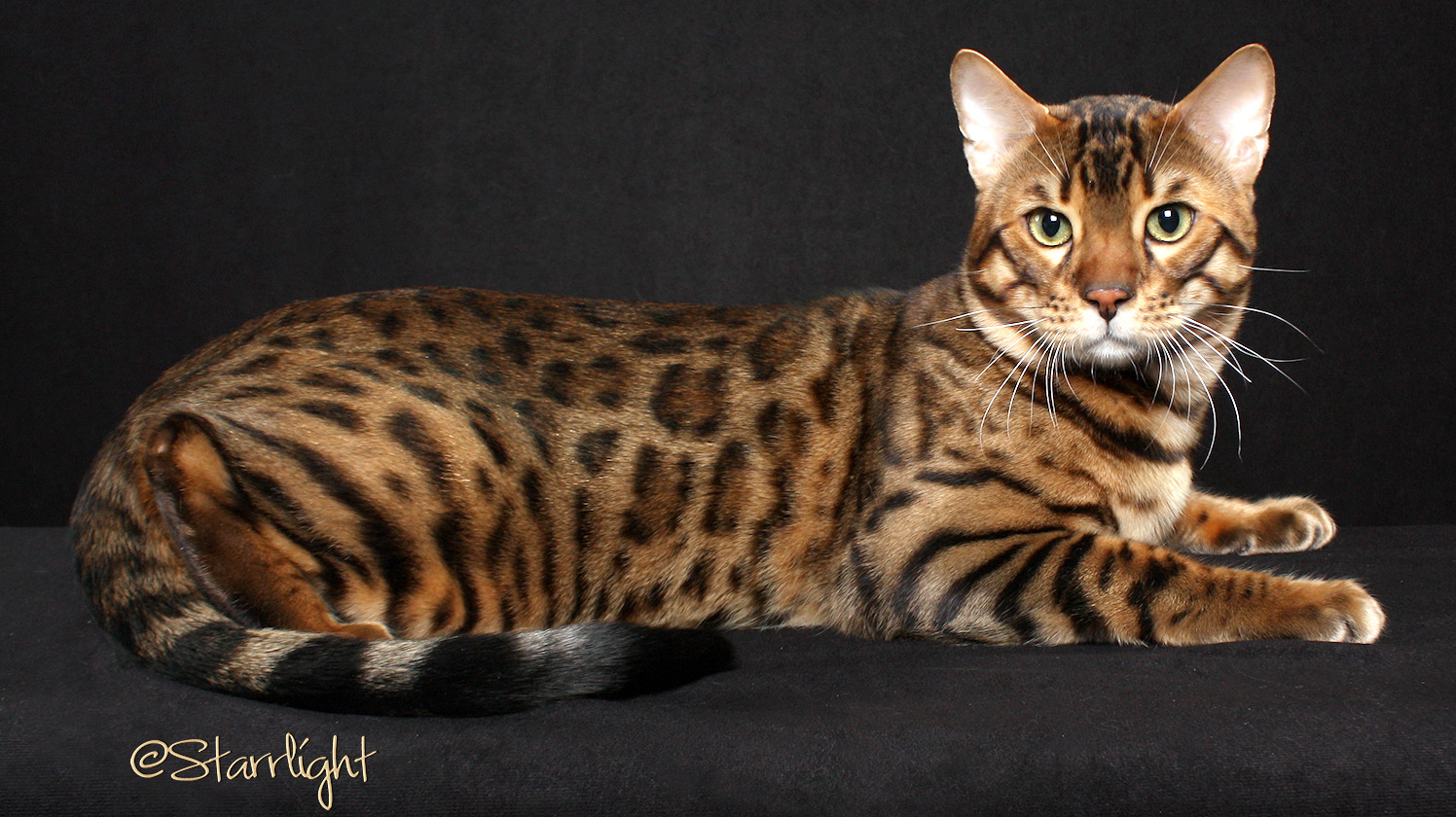 Gold-Bengal-Cat-Sitting.jpg