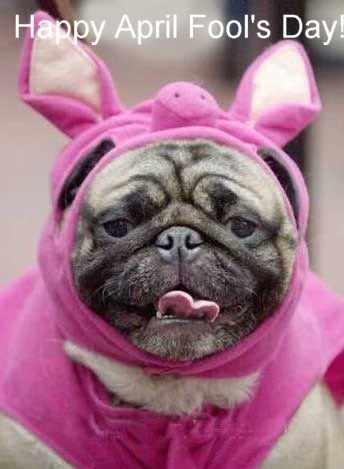 Happy-April-Fools-Day-Pug-Dog-Wearing-Bunny-Costume.jpg
