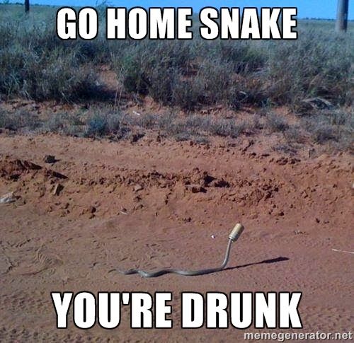 Funny-Snake-Meme-Go-Home-Snake-You-Are-Drunk-Image.jpg