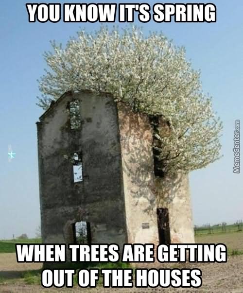 You-Know-Its-Spring-Funny-Tree-Meme-Picture.jpg