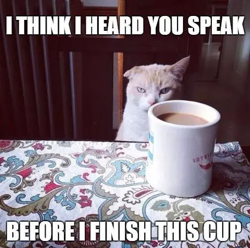 Coffee-Addicted-Cat-Good-Morning-Meme.jpg