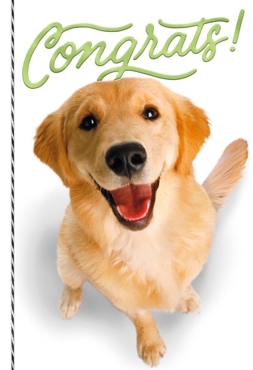 Tail-Wagging-Congratulations-Card-root-499SCK1035_PV.1.SCK1035.jpg_Source_Image.jpg